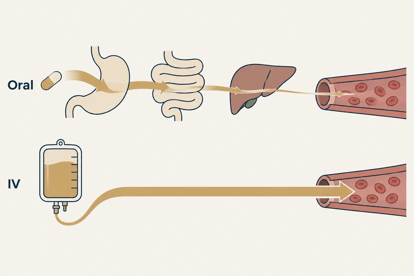 A diagram comparing the oral route through stomach, intestine and liver with the intravenous route straight into circulation.