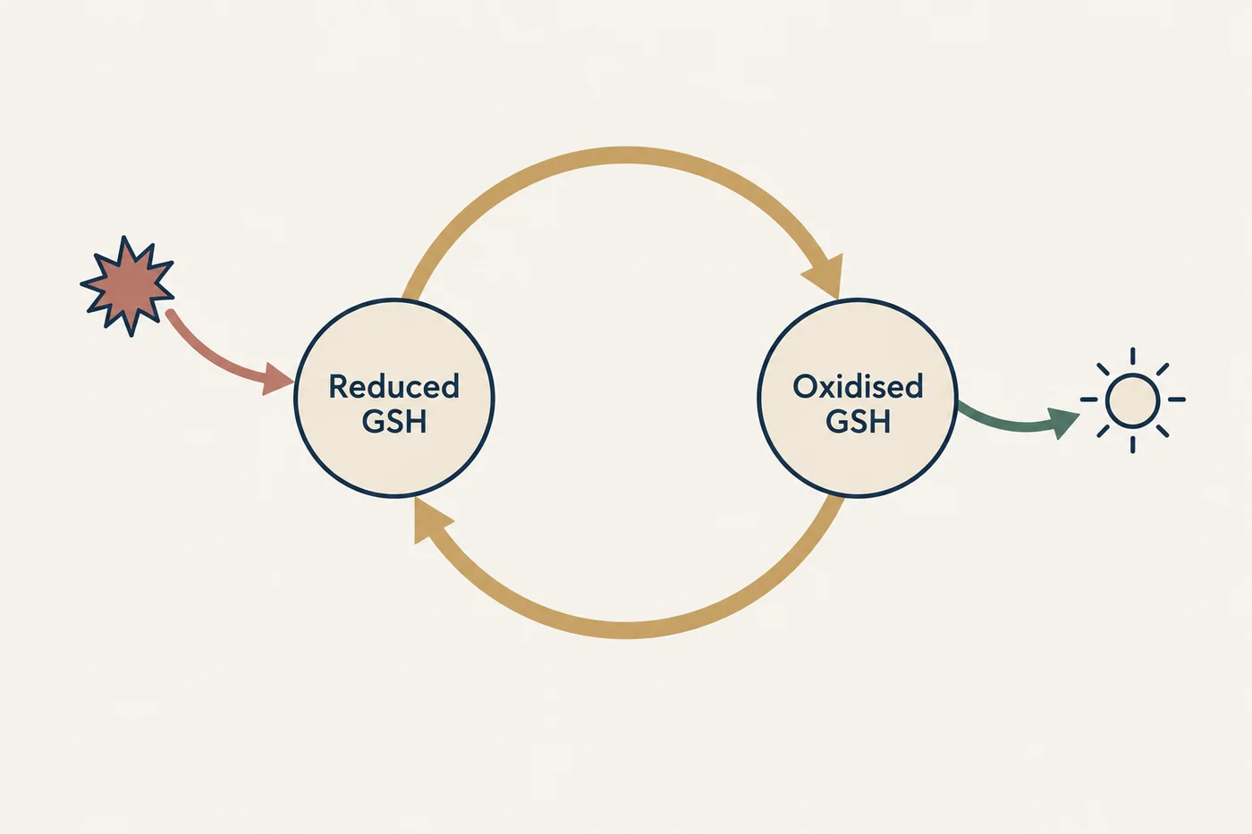 A diagram of the glutathione redox cycle showing reduced and oxidised forms neutralising reactive oxygen species.