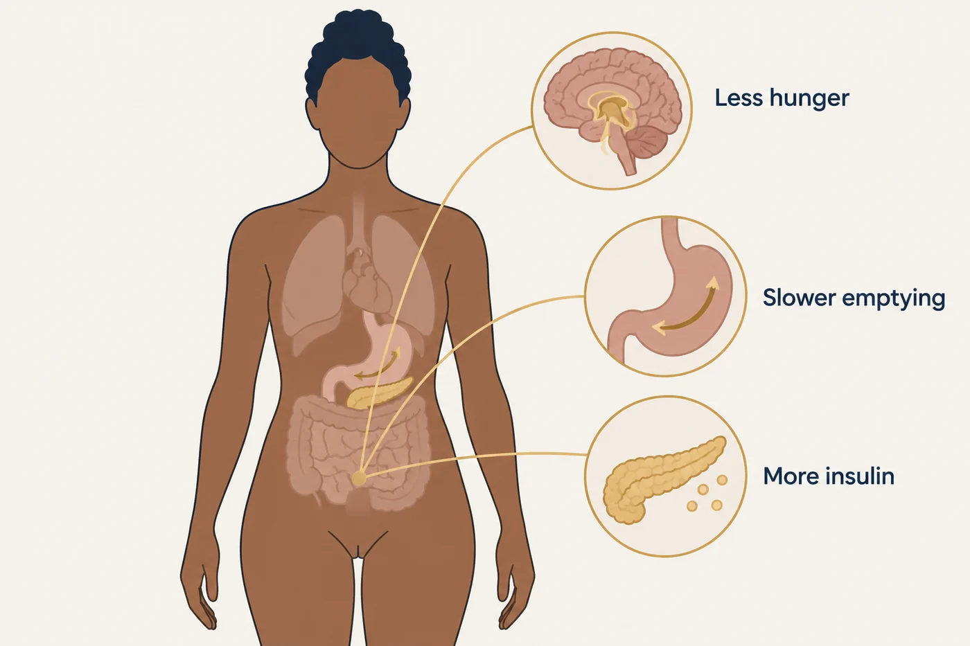 A diagram showing how GLP-1 and GIP receptor agonists act on the stomach, pancreas and appetite centres of the brain.